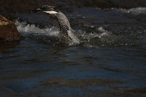 水浴びー２