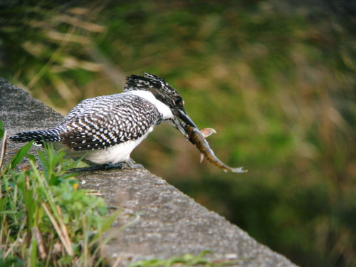 いただきまーす