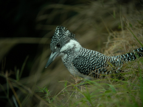 ちょっと　でかいかな？