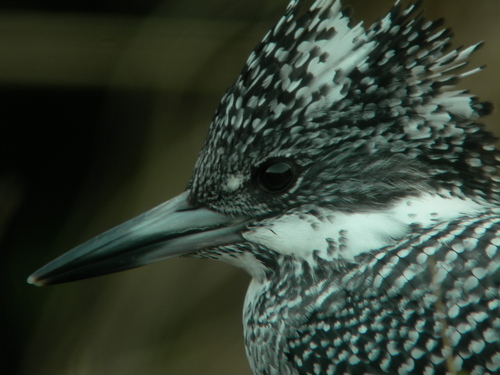 あまり近づくなよ！