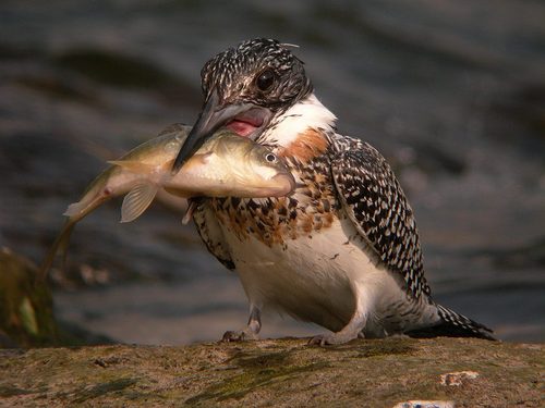 大きな鯉を獲ったどー